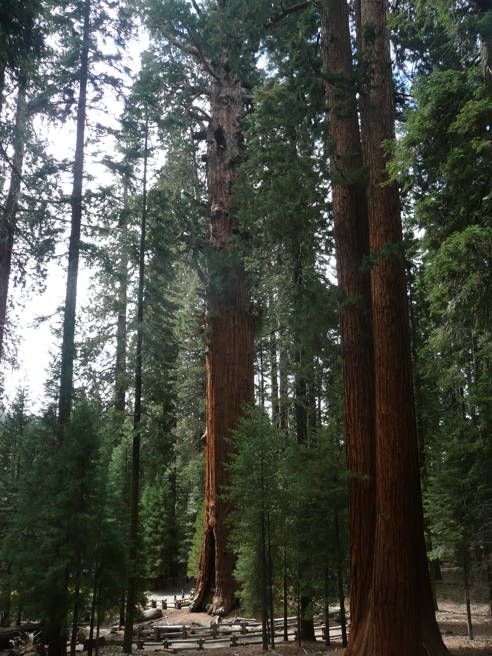 Sequoia Kings Canyon and Channel Islands National Parks California